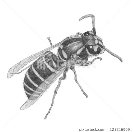 Black hornet _ pencil drawing 125816909
