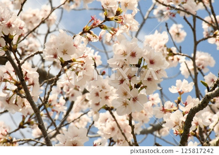 Sakura that shines in the blue sky Sakura that shines in the blue sky 125817242
