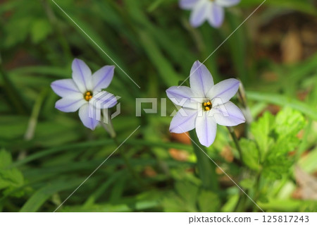 Flowering flowers on the roadside Flowering flowers on the roadside 125817243