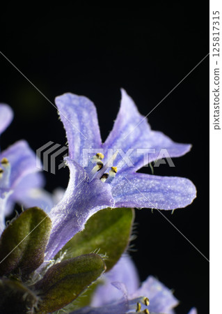 Macro photo of ajuga in full bloom Macro photo of ajuga in full bloom 125817315