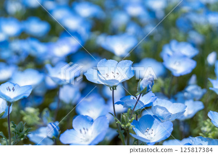 Blue Nemophila Blue Nemophila 125817384