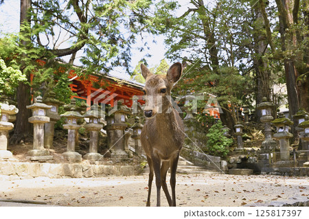 Deer in Nara Park 125817397