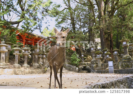 Deer in Nara Park 125817398