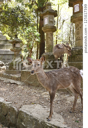 Deer in Nara Park Deer in Nara Park 125817399