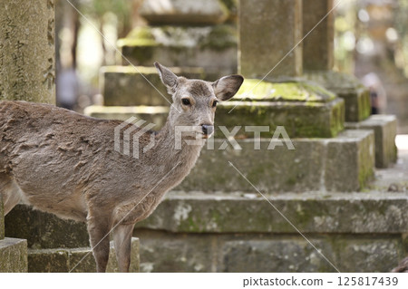 Deer in Nara Park Deer in Nara Park 125817439