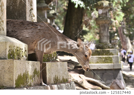 Deer in Nara Park 125817440