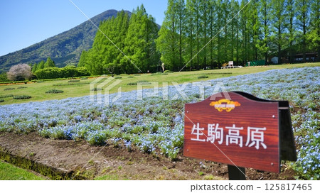 Nemophila at Ikoma Plateau in Kobayashi City, Miyazaki Prefecture 125817465