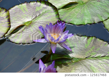 Brightly blooming lilac tropical water lilies 125817468