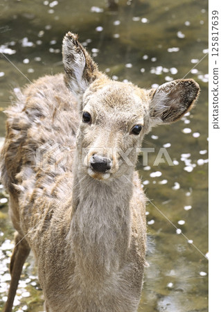 Nara Park Deer 125817639