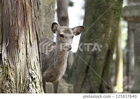 Nara Park Deer 125817640