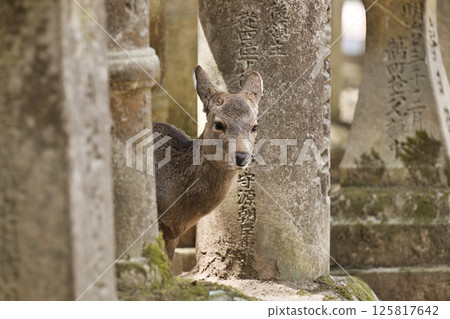 Deer in Nara Park Deer in Nara Park 125817642