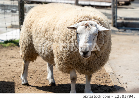 Sheep coming out of the fence 125817945