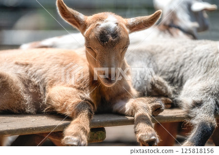 Baby goat 125818156