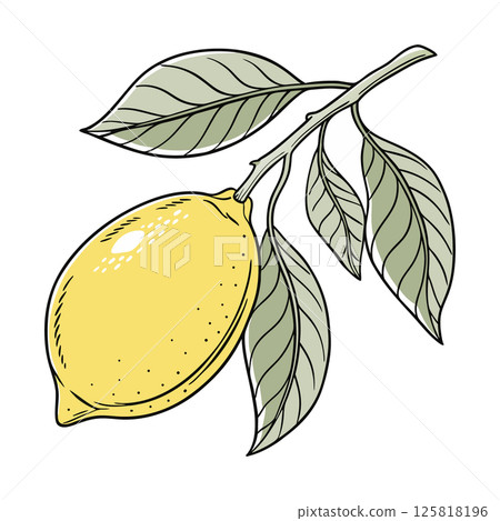 Hand drawn lemon Hand drawn lemon 125818196