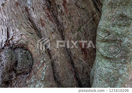 樹皮形狀[背景素材] 125818206