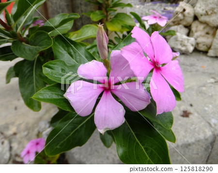 紫色長春花 125818290