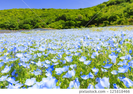 志摩觀光農場的粉蝶盛開 125818466