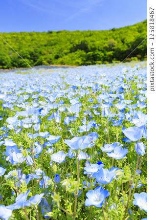 志摩觀光農場的粉蝶盛開 125818467