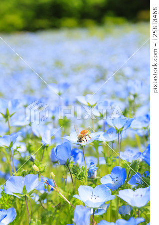 Nemophila in full bloom at Shima Tourist Farm 125818468