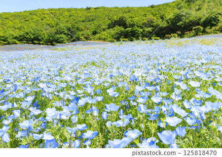 Nemophila in full bloom at Shima Tourist Farm 125818470