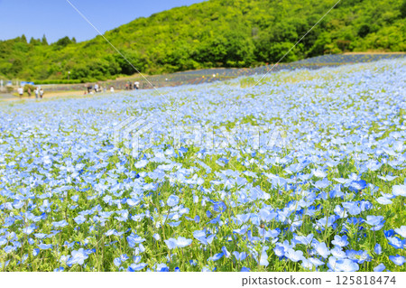志摩觀光農場的粉蝶盛開 125818474