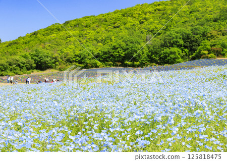 Nemophila in full bloom at Shima Tourist Farm 125818475