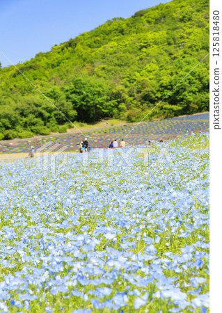 Nemophila in full bloom at Shima Tourist Farm 125818480