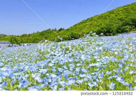 Nemophila in full bloom at Shima Tourist Farm 125818482