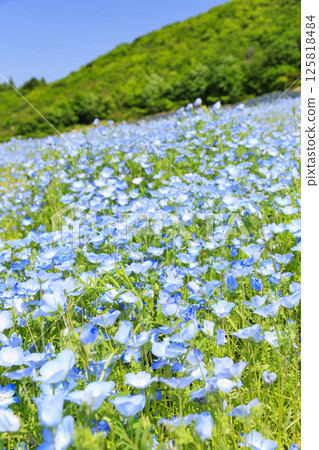 志摩觀光農場的粉蝶盛開 125818484