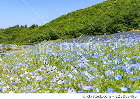 Nemophila in full bloom at Shima Tourist Farm Nemophila in full bloom at Shima Tourist Farm 125818486