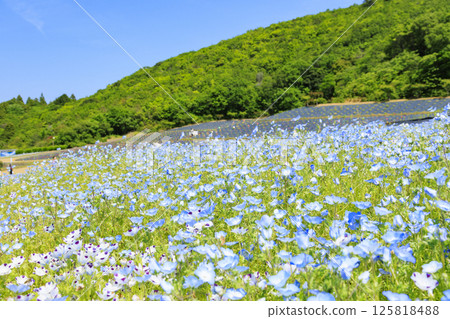 Nemophila in full bloom at Shima Tourist Farm 125818488