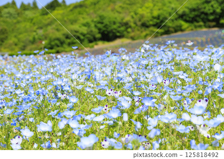 志摩觀光農場的粉蝶盛開 志摩觀光農場的粉蝶盛開 125818492