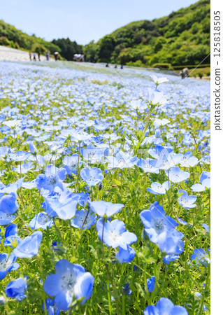Nemophila in full bloom at Shima Tourist Farm 125818505