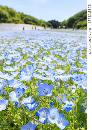 Nemophila in full bloom at Shima Tourist Farm 125818506