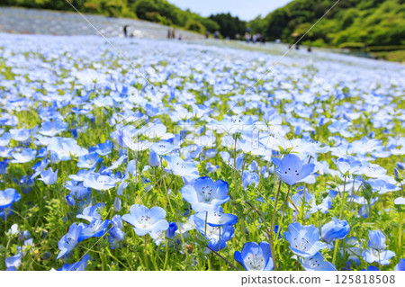 志摩觀光農場的粉蝶盛開 125818508