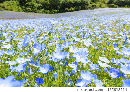 Nemophila in full bloom at Shima Tourist Farm 125818514