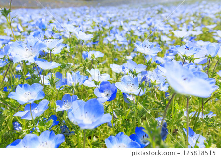 Nemophila in full bloom at Shima Tourist Farm 125818515