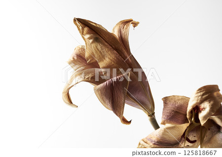 枯萎的百合花 125818667