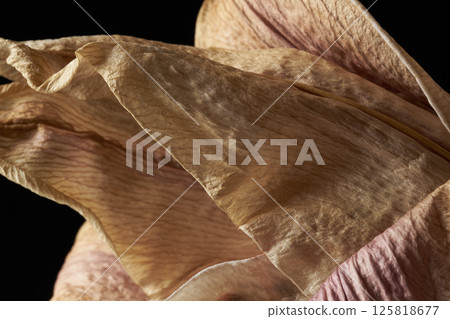 Withered lily flower 125818677