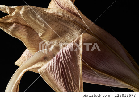 Withered lily flower Withered lily flower 125818678