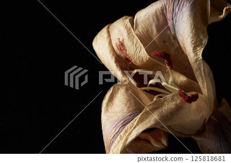 枯萎的百合花 125818681