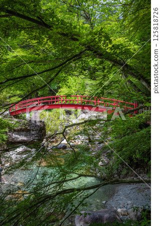 Fresh greenery in Yumori Valley, Nakatsugawa City, Gifu Prefecture 125818726
