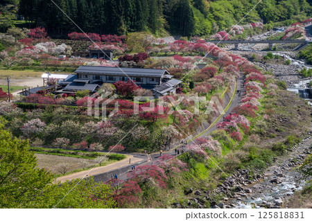 Achi Village, Nagano Prefecture - A rural landscape with peach blossoms in full bloom Achi Village, Nagano Prefecture - A rural landscape with peach blossoms in full bloom 125818831