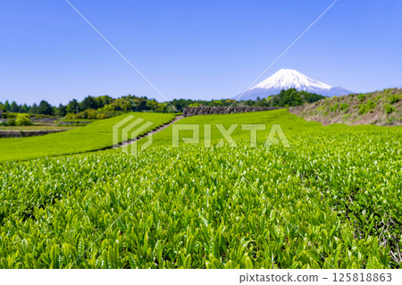 Tea fields in Imamiya, Fuji City, Shizuoka Prefecture 125818863