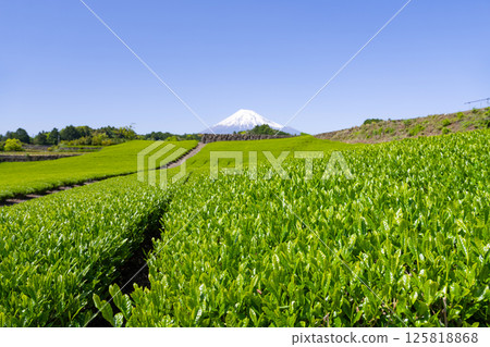 Tea fields in Imamiya, Fuji City, Shizuoka Prefecture 125818868