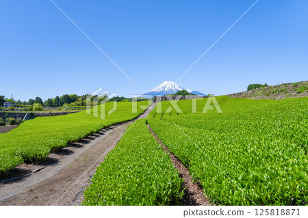 靜岡縣富士市今宮市的茶園 125818871