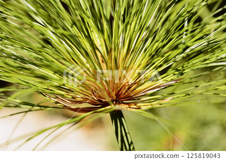 Aquatic plant of cyperus papyrus Aquatic plant of cyperus papyrus 125819043