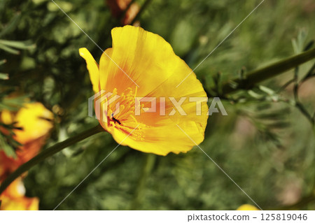 Flower of California golden poppy in bloom Flower of California golden poppy in bloom 125819046