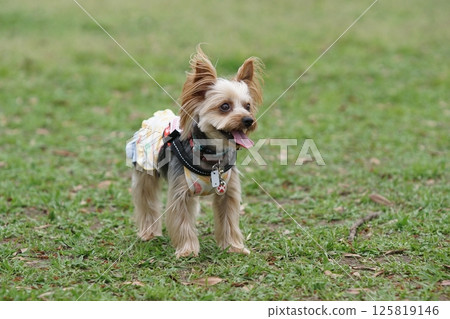 約克犬玩狗跑 125819146