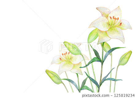 Watercolor illustration: White lily flower field Watercolor illustration: White lily flower field 125819234